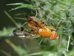 Xyphosia miliaria