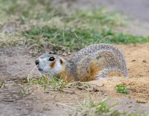 Selevin's Ground Squirrel (Spermophilus selevini) — Data Deficient Mammalia