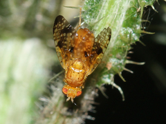 Xyphosia miliaria