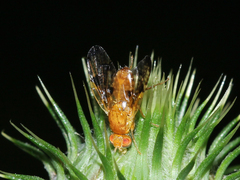 Xyphosia miliaria