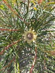 Protea scolymocephala