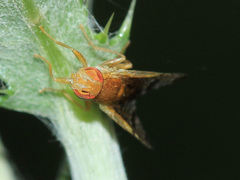 Xyphosia miliaria