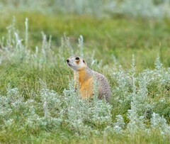 Spermophilus erythrogenys