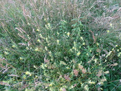 Rhinanthus serotinus