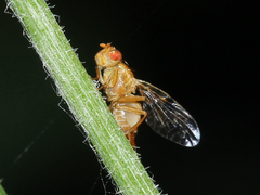 Xyphosia miliaria