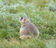 Spermophilus erythrogenys