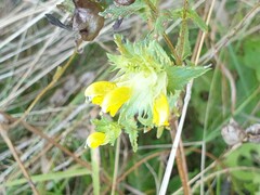 Rhinanthus serotinus