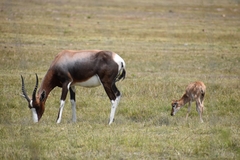 Damaliscus pygargus pygargus