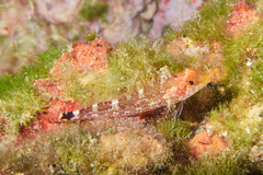 Tripterygion delaisi