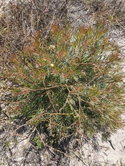 Protea scolymocephala
