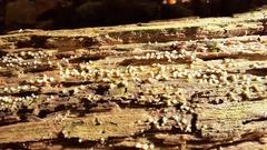 Helicogloea compressa