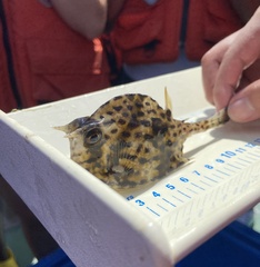 Acanthostracion quadricornis