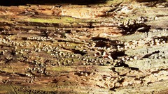 Helicogloea compressa