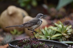 Motacilla capensis capensis