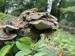 Trametes versicolor