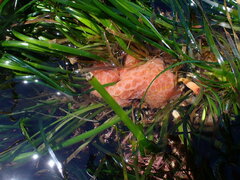 Aplidium californicum