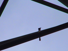 Myiarchus