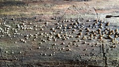 Helicogloea compressa