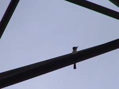 Myiarchus