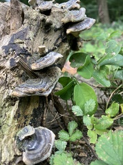Trametes versicolor