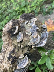 Trametes versicolor