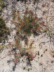 Protea scolymocephala