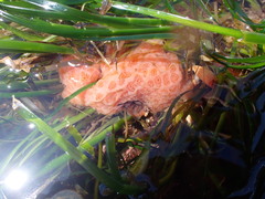 Aplidium californicum