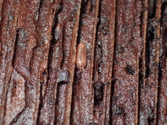 Holoverticata