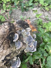 Trametes versicolor