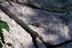 Sceloporus hunsakeri