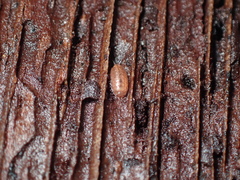 Holoverticata