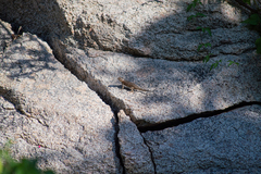 Sceloporus hunsakeri