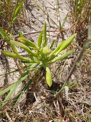 Ferraria