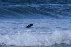 Arctocephalus pusillus pusillus