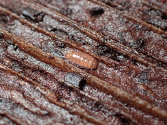 Holoverticata
