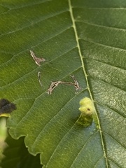 Acalitus ferrugineum