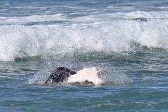 Arctocephalus pusillus pusillus