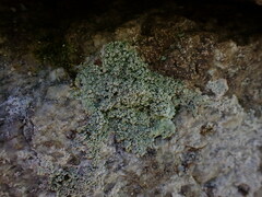 Coccotrema maritimum