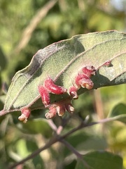 Craneiobia tuba