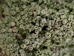Coccotrema maritimum