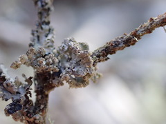 Hypogymnia hultenii