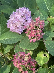 Hydrangea