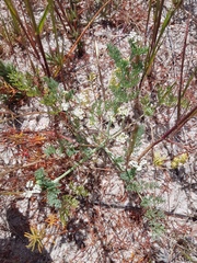 Capnophyllum africanum