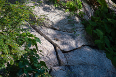 Sceloporus hunsakeri