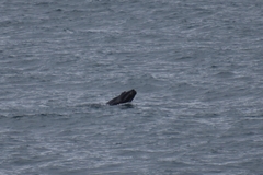 Arctocephalus pusillus pusillus