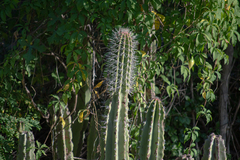 Lophocereus schottii