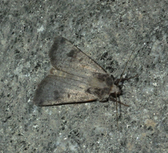 Agrotis trux