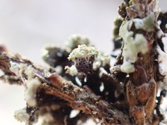 Hypogymnia hultenii