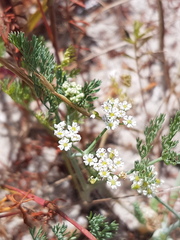 Capnophyllum africanum