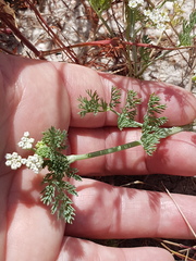 Capnophyllum africanum